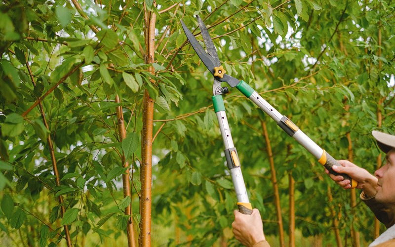 Tree trimming in Prescott, IA